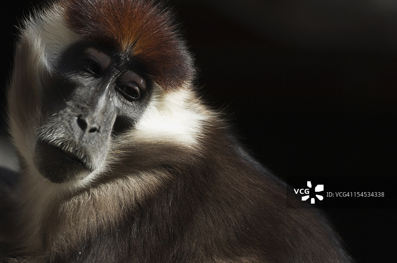 白领白眉猴图片素材