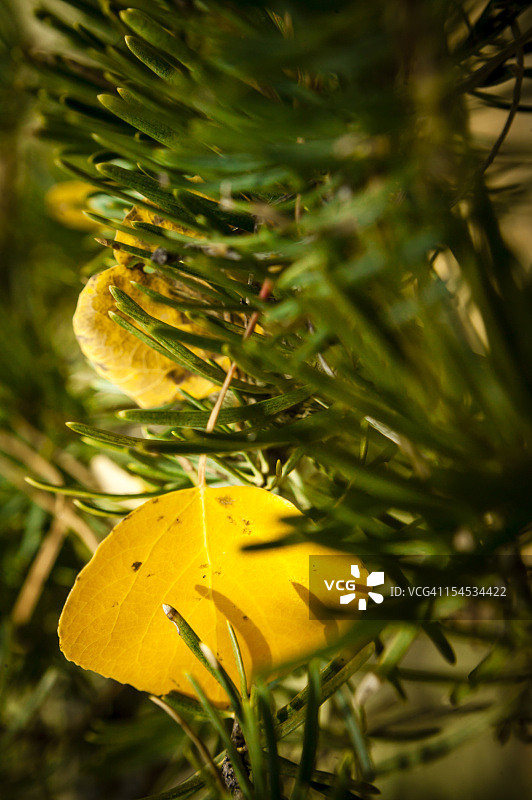 落在松树上的白杨树叶图片素材