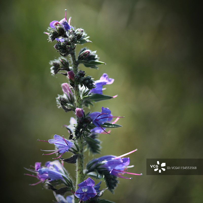 蓝蓟花图片素材