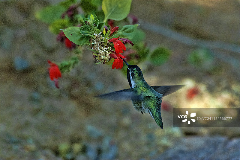 科斯塔蜂鸟（Calypte costae）悬停图片素材