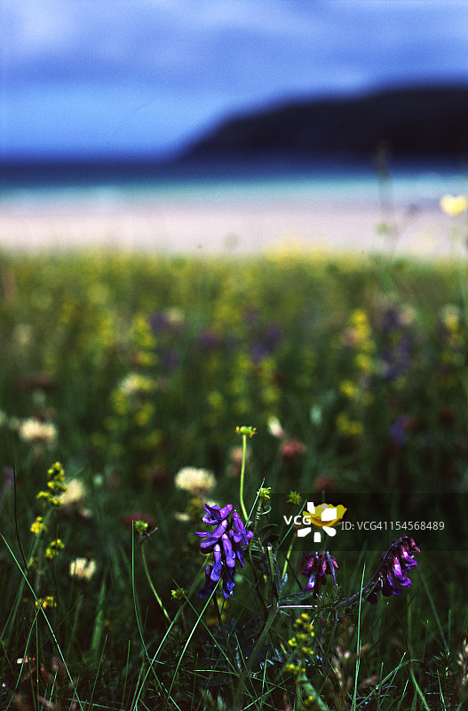 受保护的沿海马查尔野生花卉图片素材