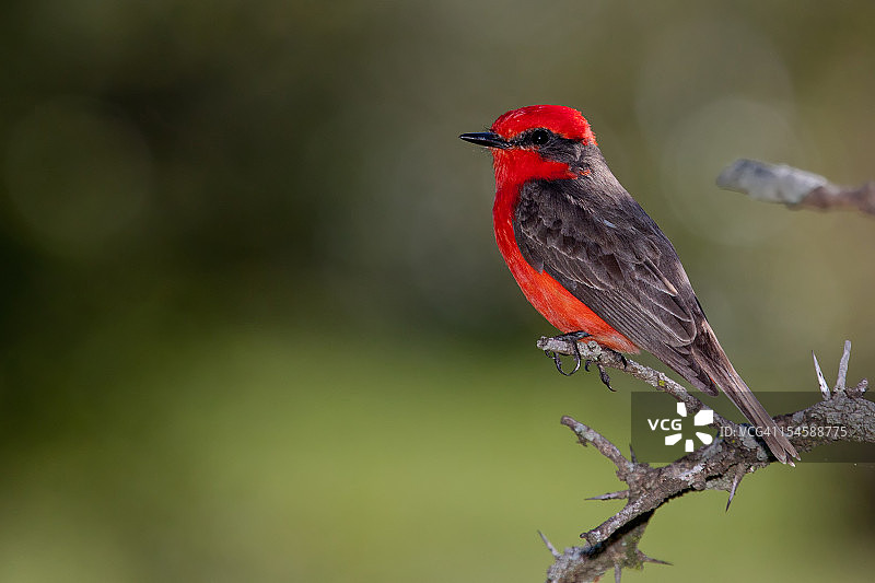 朱红霸鹟图片素材
