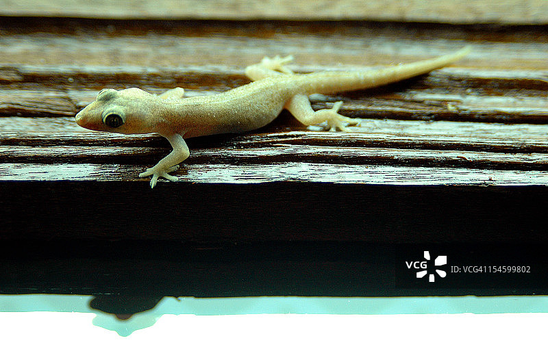 小蜥蜴图片素材