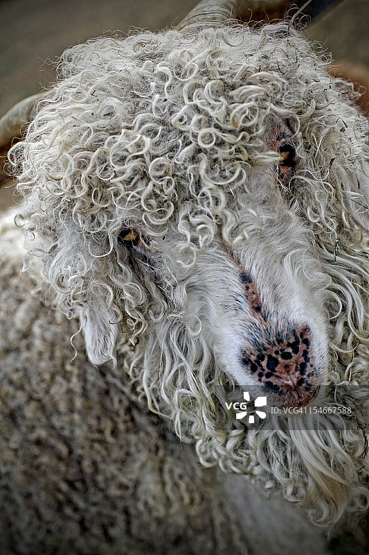 卷毛山羊图片素材