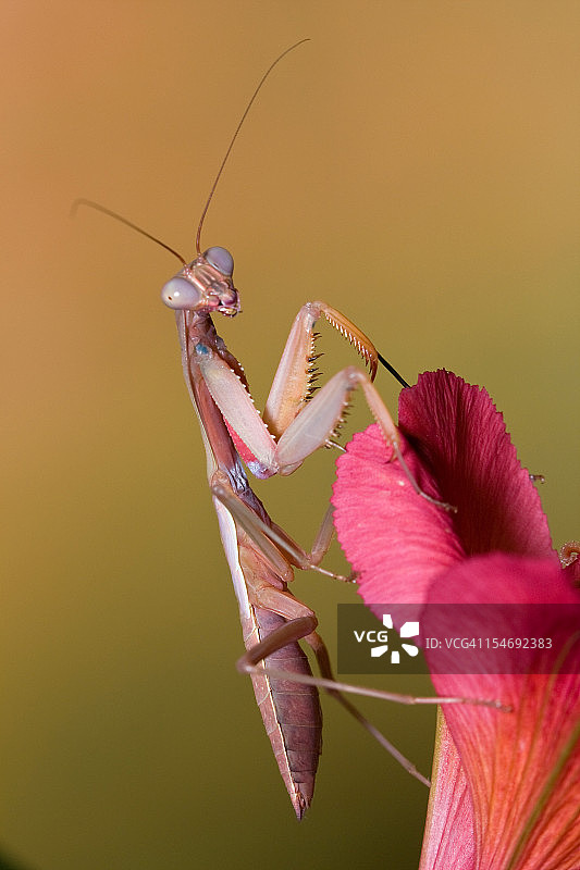 绿螳螂在六出花上图片素材