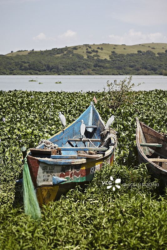 维多利亚湖上的白鹭和小船图片素材