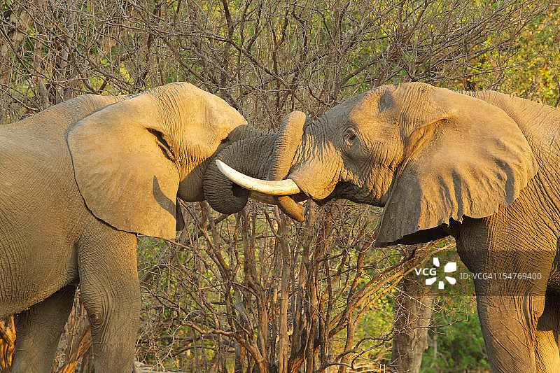 非洲象在津巴布韦马纳潭互相问候图片素材