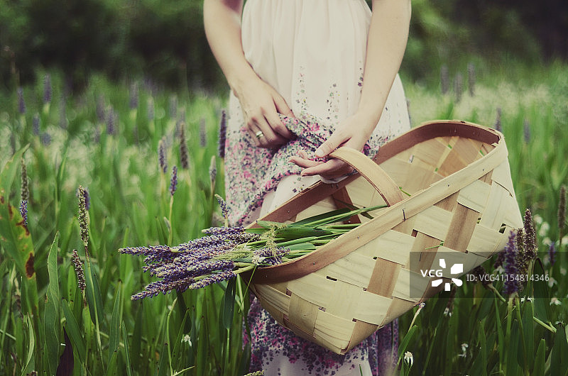 薰衣草的香味图片素材