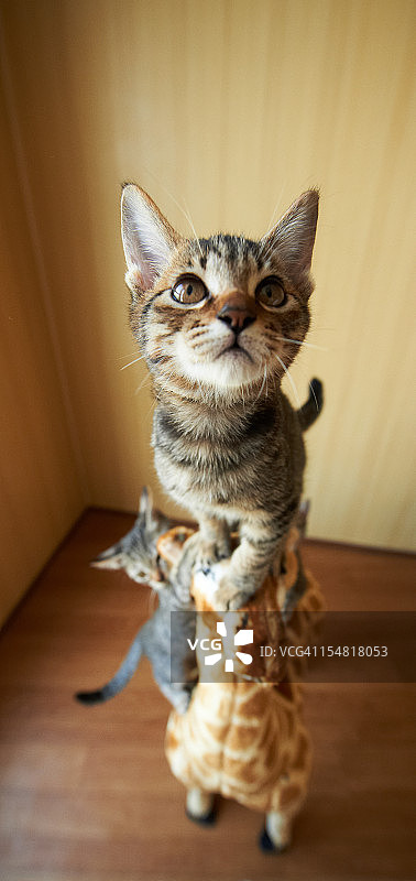 小猫爬到长颈鹿的头上图片素材