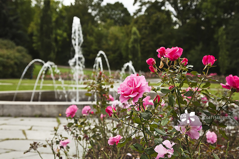 公园里的喷泉和玫瑰图片素材