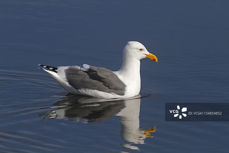 加利福尼亚海鸥图片素材