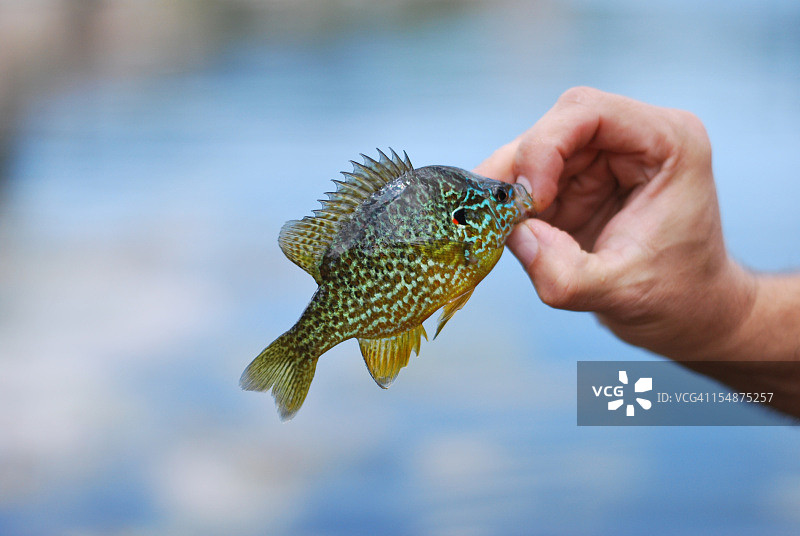 第一天，第一次抛竿，钓到的第一条鱼图片素材