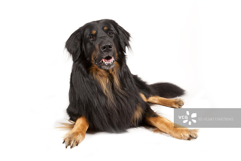 豪沃德图片素材