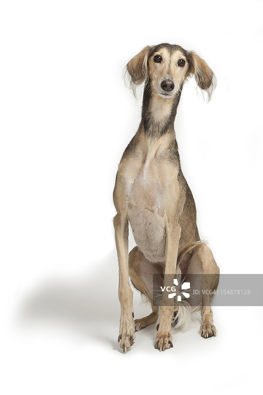 萨路基猎犬或波斯灵缇图片素材