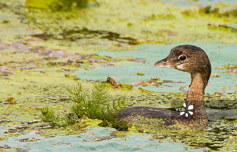 小䴙䴘图片素材