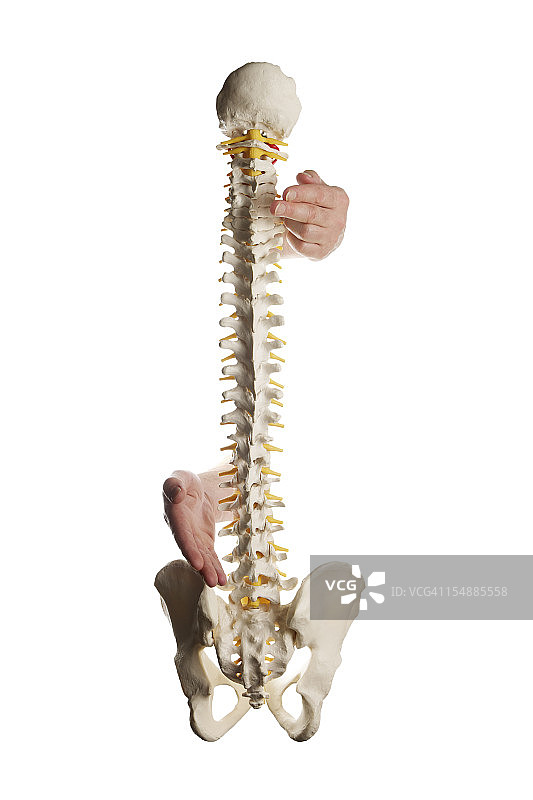 放在脊柱上的两只手图片素材