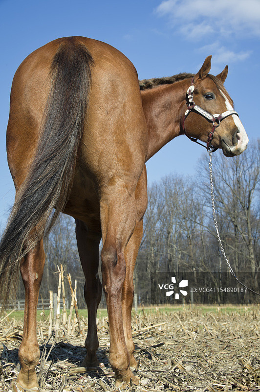 马匹后视图图片素材