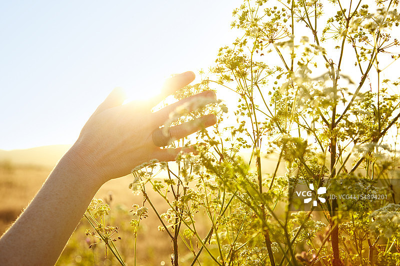 女人在自然环境中触摸植物图片素材