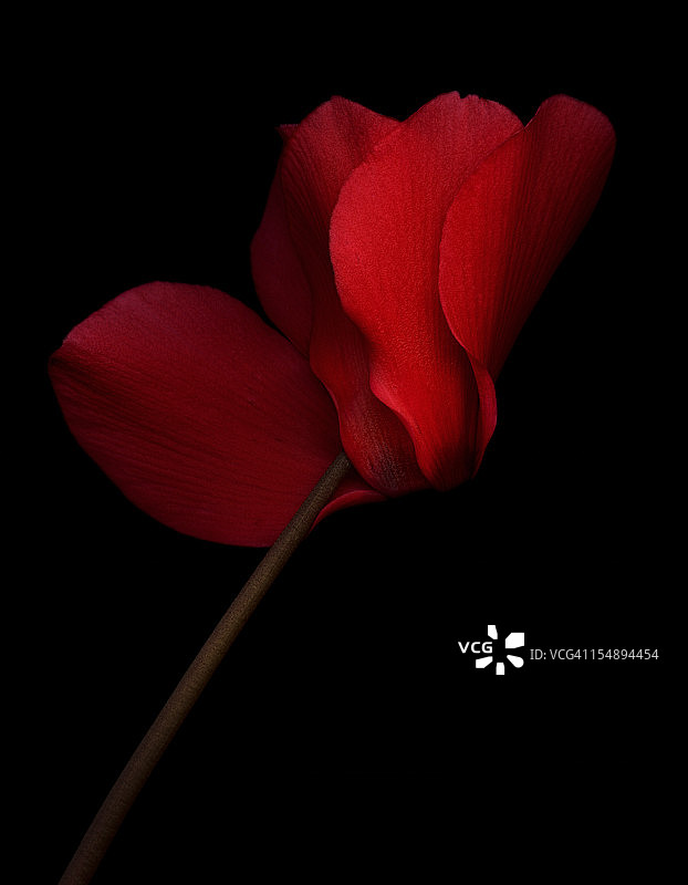 红色仙客来花图片素材