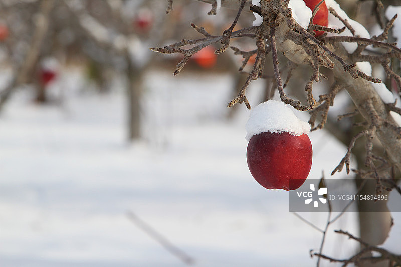 树上覆盖白雪的苹果图片素材