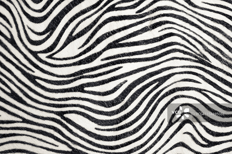 斑马背景素材图片素材