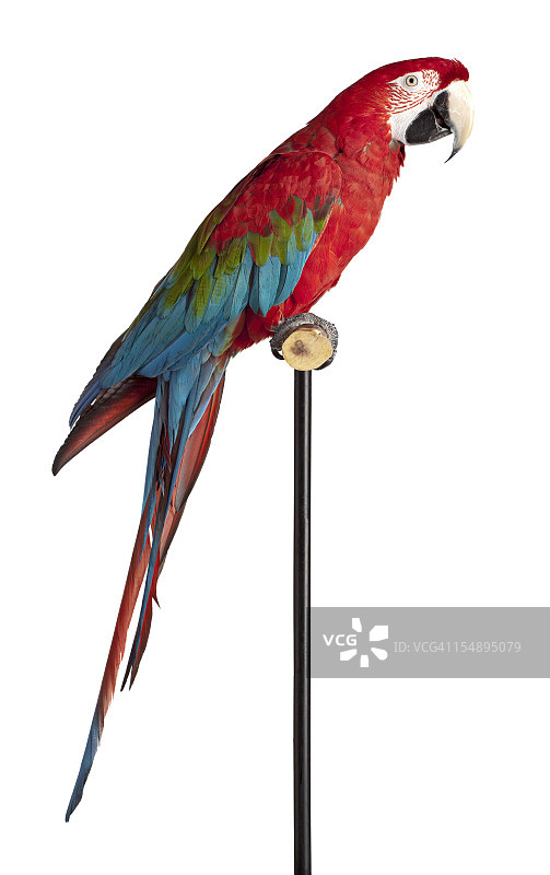 鲜红金刚鹦鹉特写图片素材