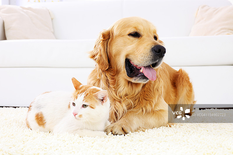 猫和狗一起休息图片素材