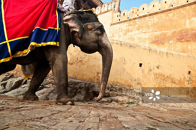 斋浦尔琥珀宫的印度象图片素材
