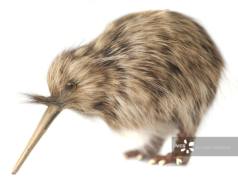 几维鸟图片素材