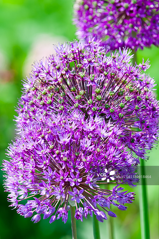 荷兰葱紫色花朵图片素材