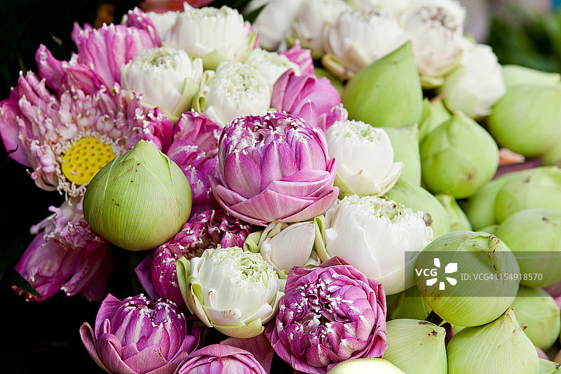 柬埔寨金边市场的莲花图片素材