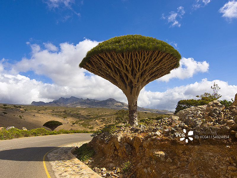龙血树和天空图片素材