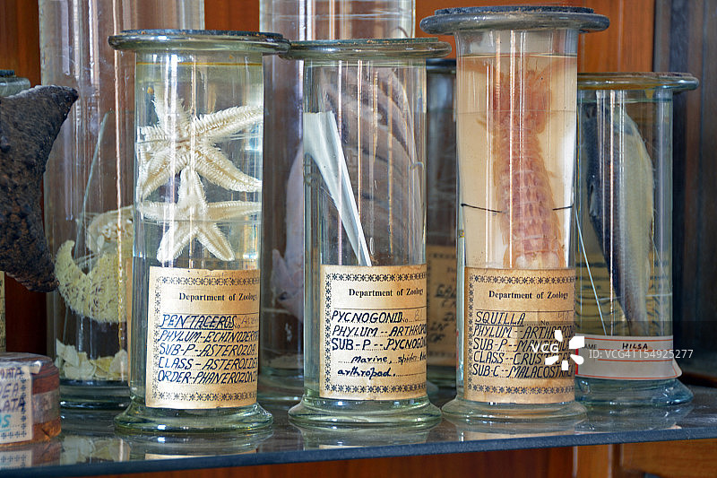 收藏罐中的动物学标本图片素材