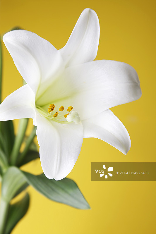 黄色背景上的复活节百合花图片素材