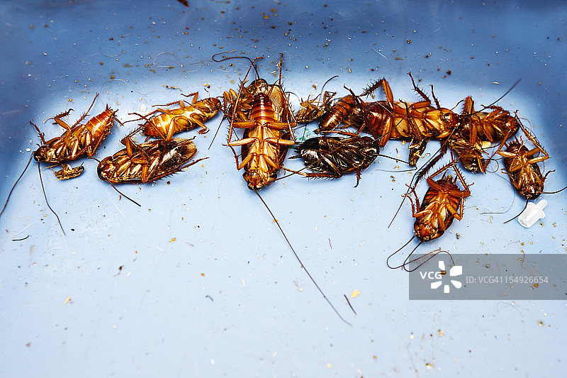 大量死蟑螂图片素材