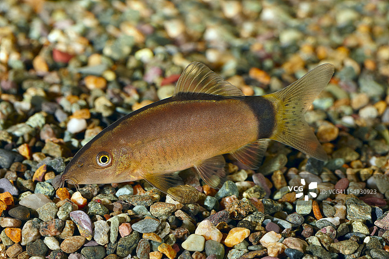莫莱氏 Botia图片素材