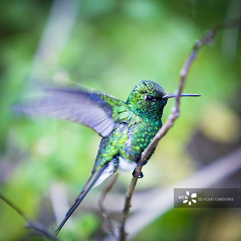 绿色蜂鸟图片素材