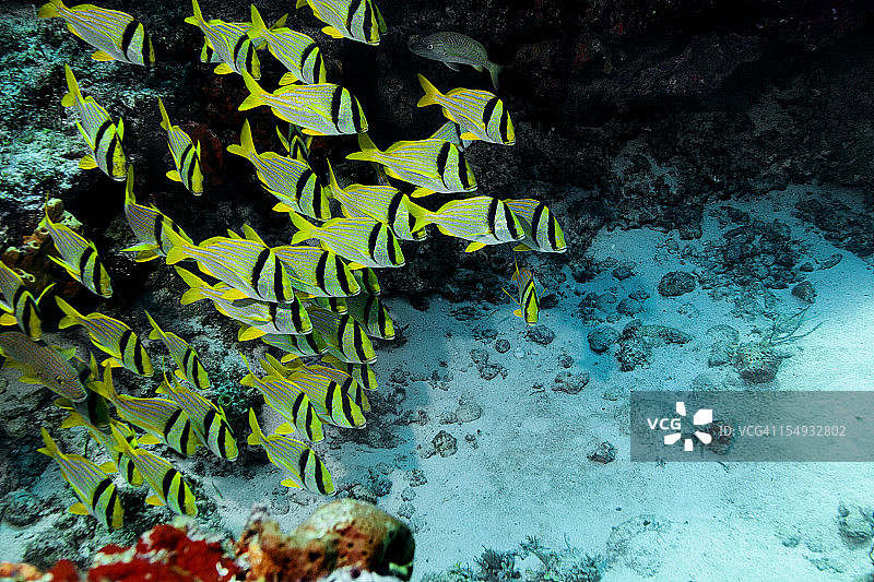 猪鱼群，Anisotremus virginicus图片素材