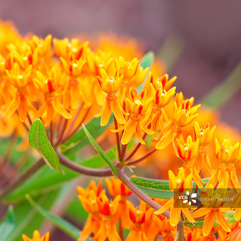 蝴蝶草图片素材