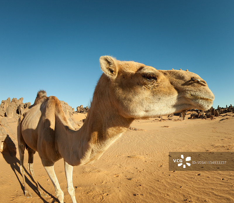 利比亚撒哈拉沙漠中的鱼眼骆驼肖像图片素材