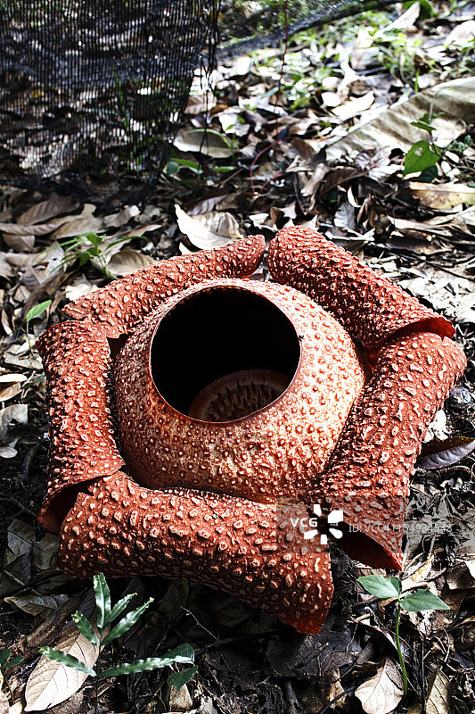 大王花图片素材
