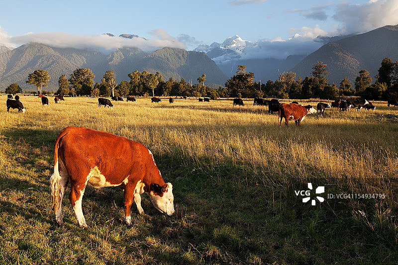 新西兰的如画风景与牛群图片素材