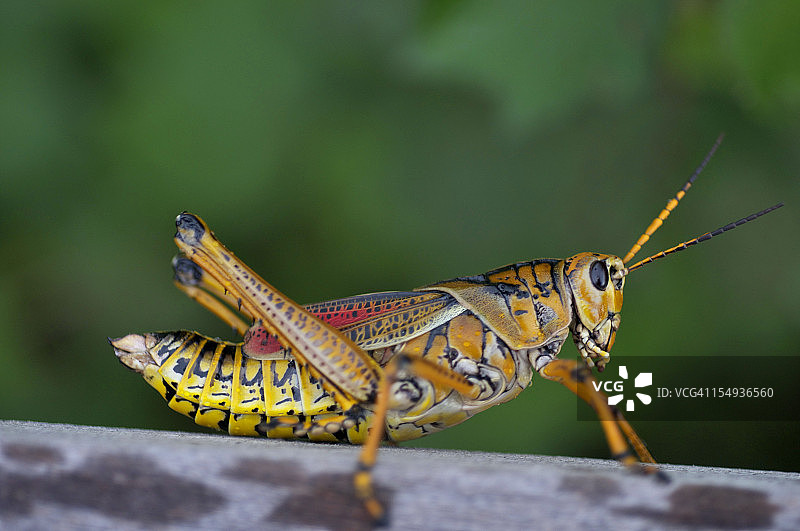 东部lubber蚱蜢图片素材