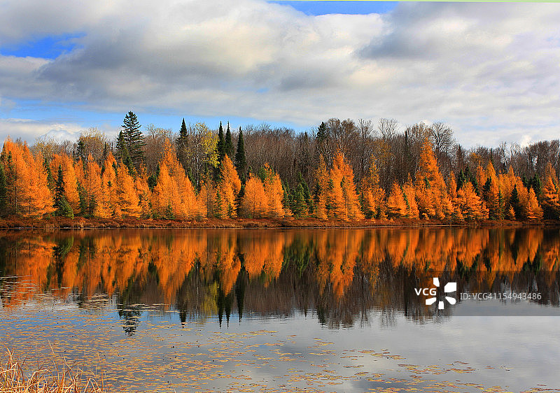 秋季的金针图片素材