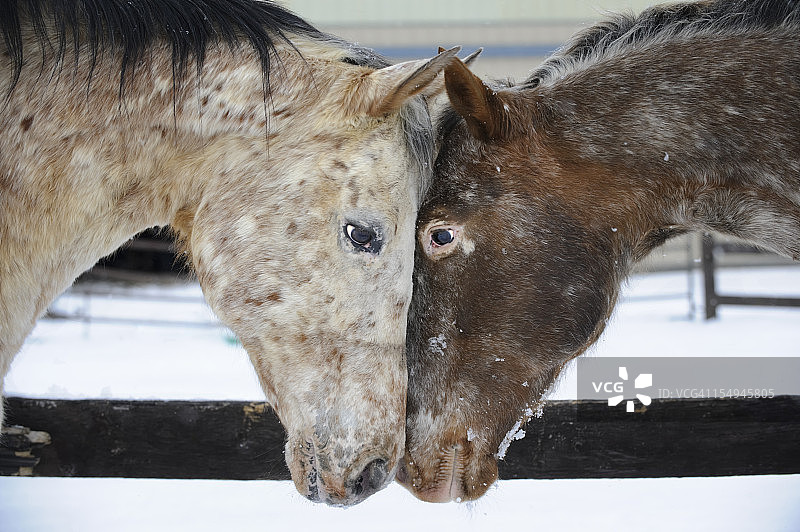 两匹阿帕卢萨马互相看着，头碰头图片素材