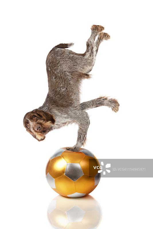 教老狗新把戏图片素材