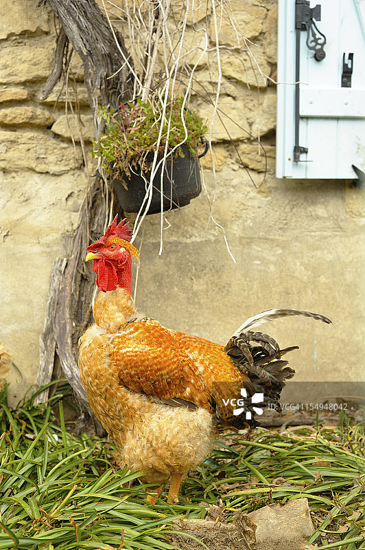 自由放养法兰西国徽图片素材