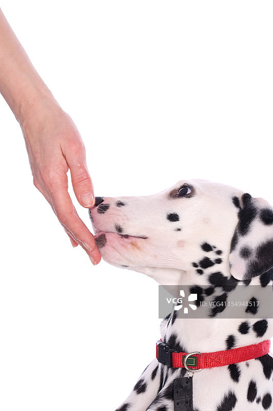 可爱的斑点狗幼犬图片素材