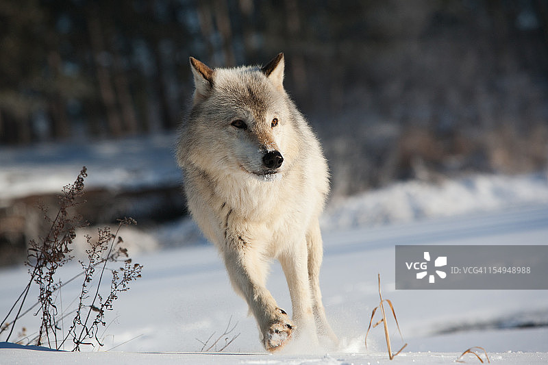 晨光雪地中的灰狼图片素材