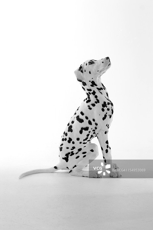 小斑点狗坐着，向上看，与白色背景隔离图片素材